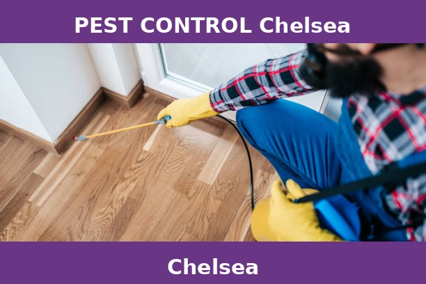 PEST CONTROL Chelsea
